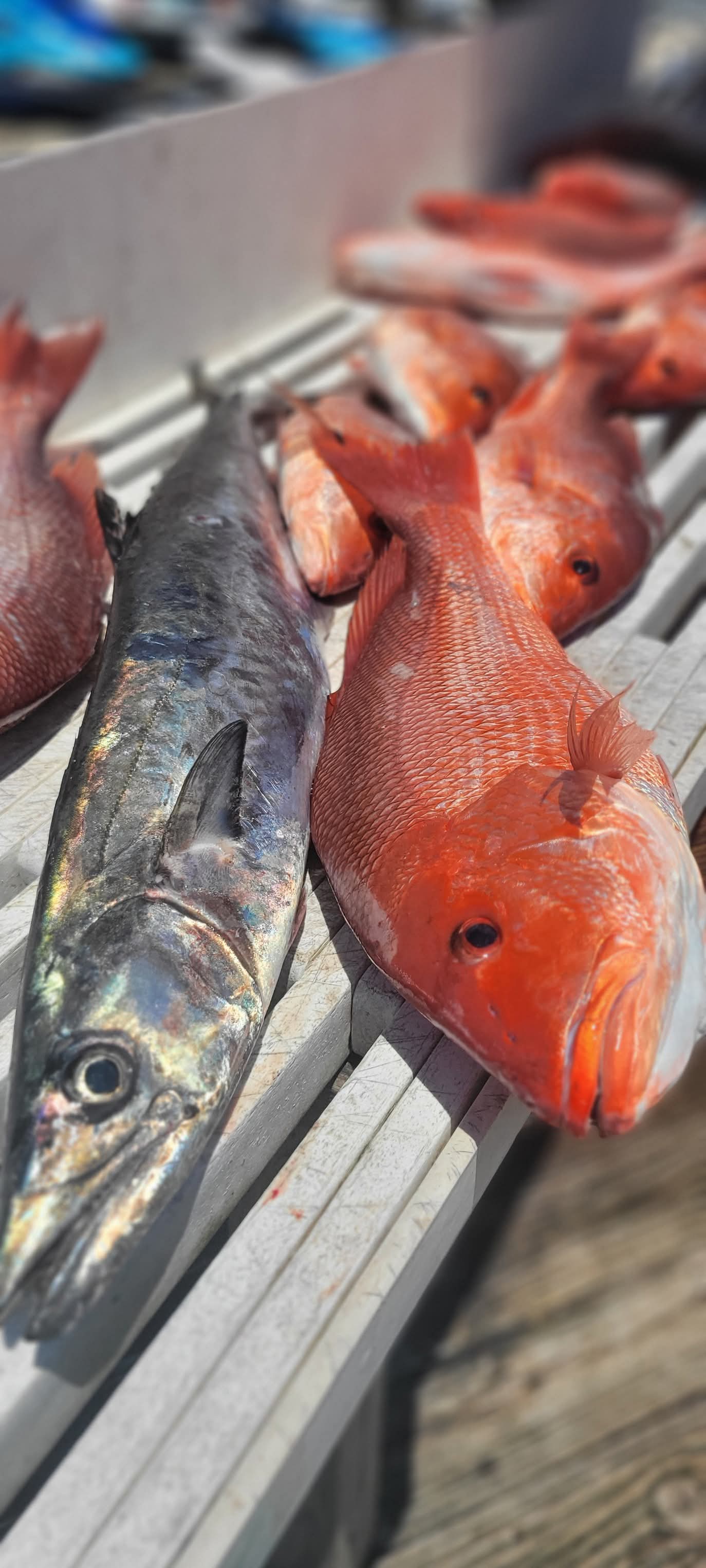 Red snapper and king mackerel on the cleaning table