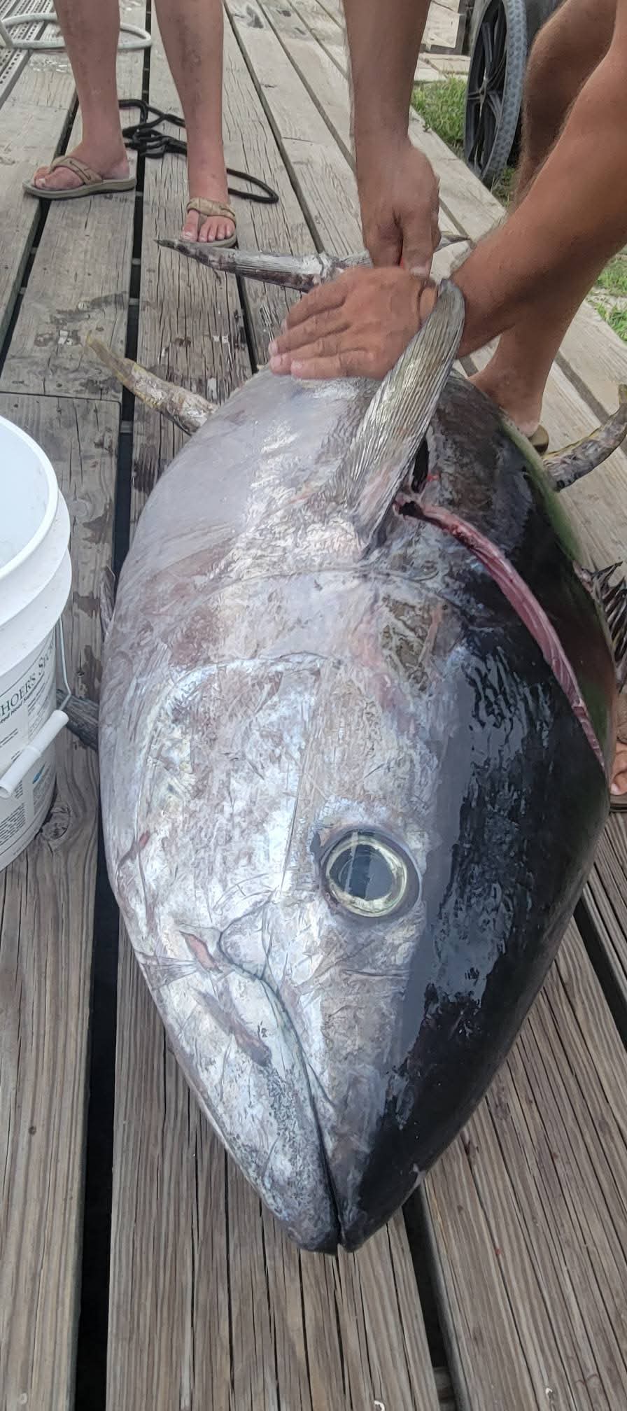 Close-up of a trophy yellowfin tuna on the dock